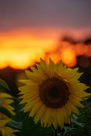 sunflower, sunset, dawn Wallpaper 4000x6000