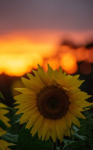 sunflower, sunset, dawn Wallpaper 800x1280