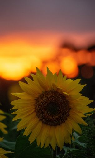 sunflower, sunset, dawn Wallpaper 1200x2000