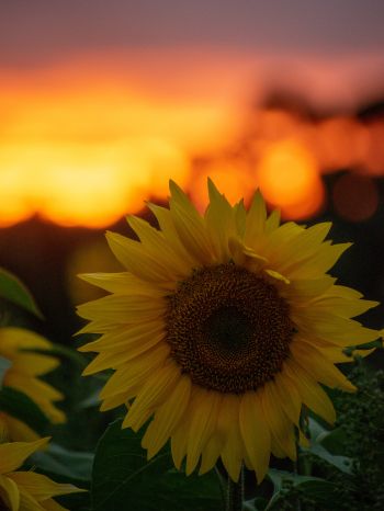 sunflower, sunset, dawn Wallpaper 2048x2732