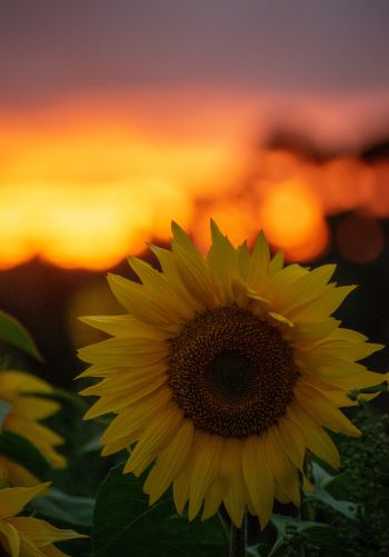 sunflower, sunset, dawn Wallpaper 1668x2388