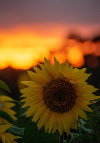 sunflower, sunset, dawn Wallpaper 1640x2360