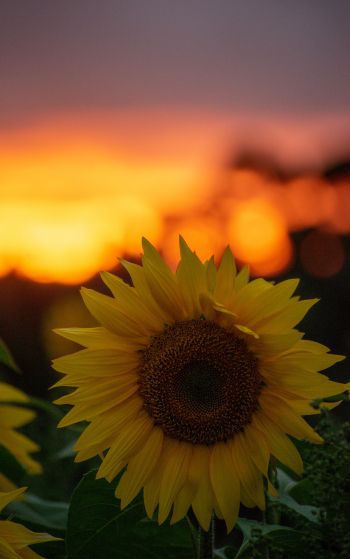 sunflower, sunset, dawn Wallpaper 1752x2800