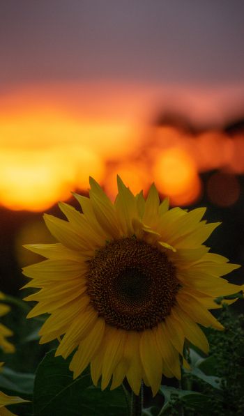 sunflower, sunset, dawn Wallpaper 600x1024