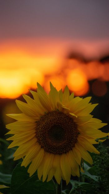 sunflower, sunset, dawn Wallpaper 640x1136