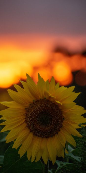 sunflower, sunset, dawn Wallpaper 720x1440