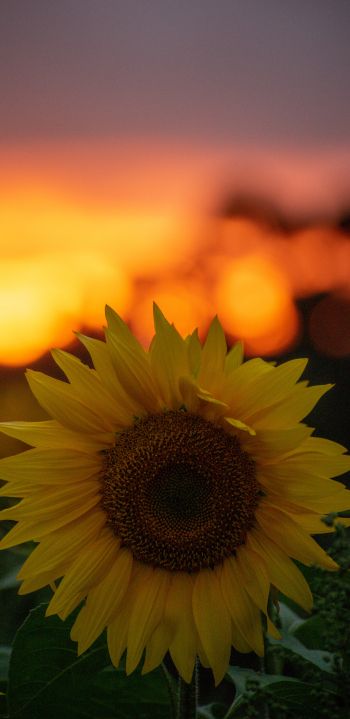 sunflower, sunset, dawn Wallpaper 1080x2220