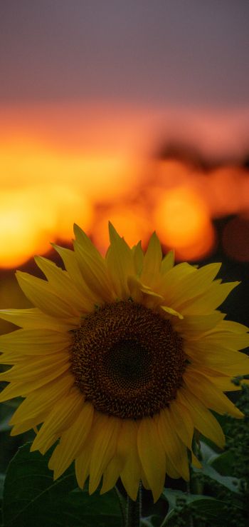 sunflower, sunset, dawn Wallpaper 1080x2280
