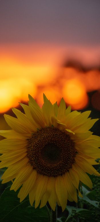 sunflower, sunset, dawn Wallpaper 1440x3200