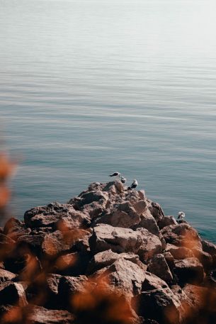 rocks, seagulls, sea Wallpaper 640x960
