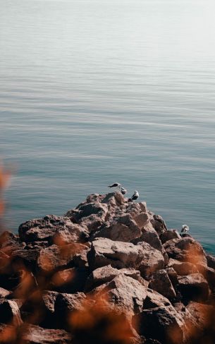 rocks, seagulls, sea Wallpaper 1752x2800