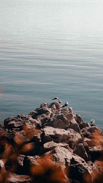 Обои 640x1136 скалы, чайки, море