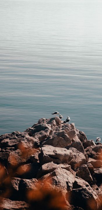 rocks, seagulls, sea Wallpaper 1080x2220