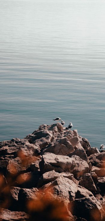 rocks, seagulls, sea Wallpaper 1080x2280