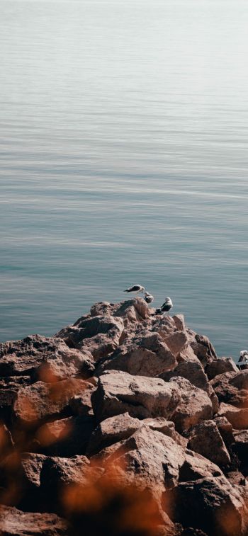 rocks, seagulls, sea Wallpaper 828x1792