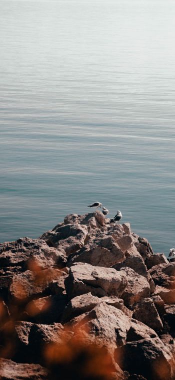rocks, seagulls, sea Wallpaper 1080x2340