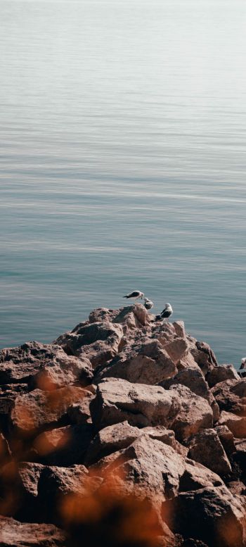 rocks, seagulls, sea Wallpaper 720x1600