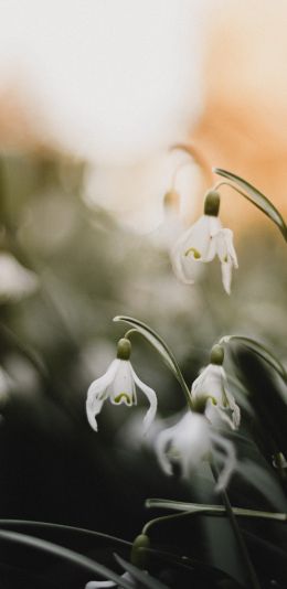 flowers, snowdrops, lily Wallpaper 1080x2220