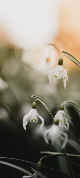 flowers, snowdrops, lily Wallpaper 1080x2400