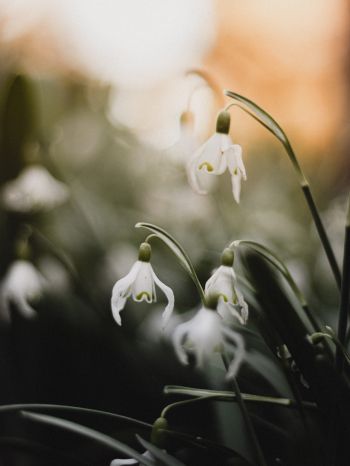 flowers, snowdrops, lily Wallpaper 1668x2224