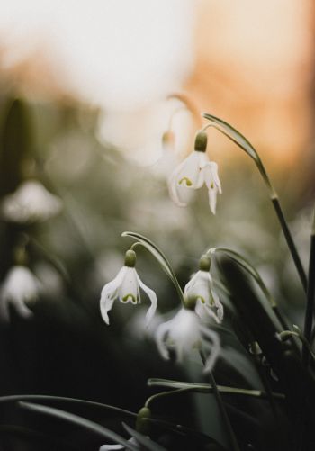 flowers, snowdrops, lily Wallpaper 1668x2388