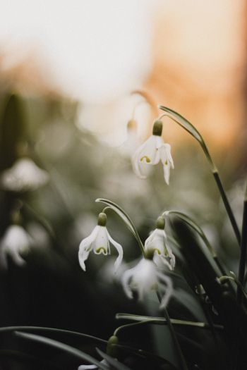 flowers, snowdrops, lily Wallpaper 640x960
