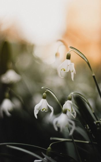 flowers, snowdrops, lily Wallpaper 1752x2800