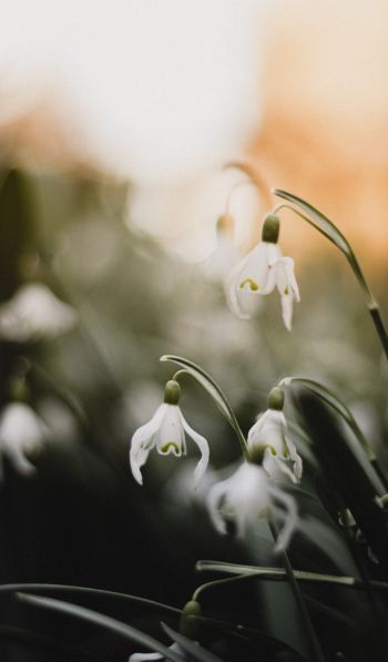 flowers, snowdrops, lily Wallpaper 600x1024