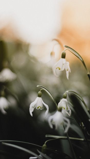 flowers, snowdrops, lily Wallpaper 640x1136