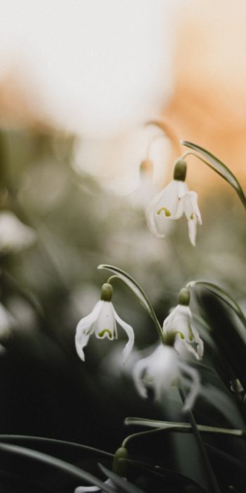 flowers, snowdrops, lily Wallpaper 720x1440