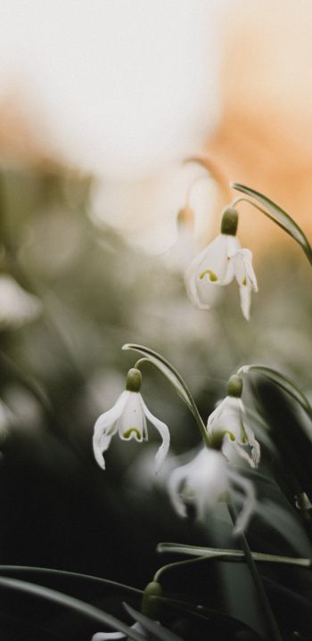 flowers, snowdrops, lily Wallpaper 1440x2960