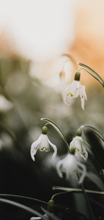flowers, snowdrops, lily Wallpaper 1440x3040