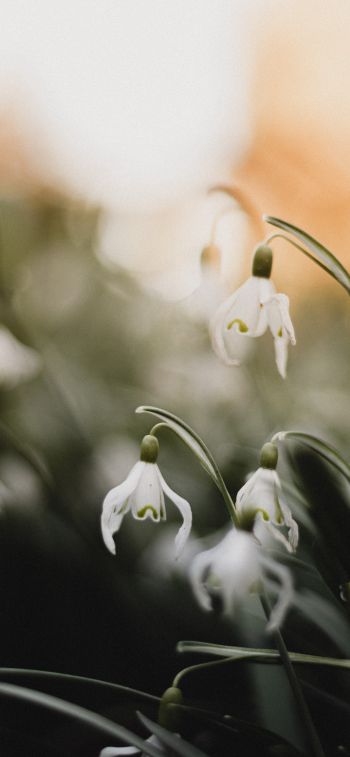 flowers, snowdrops, lily Wallpaper 1284x2778