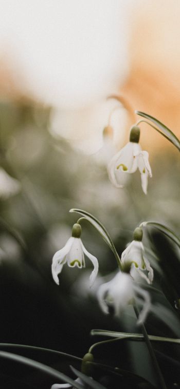 flowers, snowdrops, lily Wallpaper 1080x2340