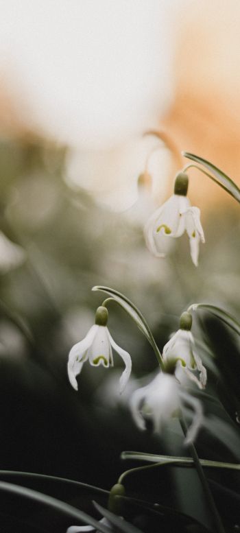 flowers, snowdrops, lily Wallpaper 1440x3200