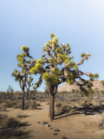 desert, interesting tree, nature Wallpaper 1620x2160
