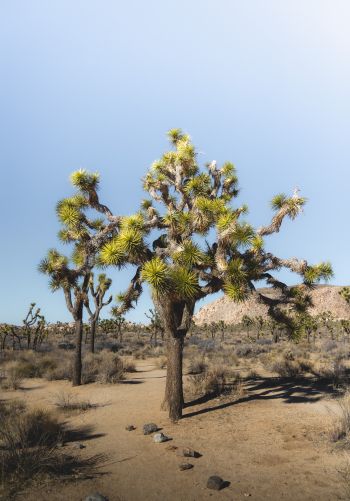 Обои 1668x2388 пустыня, интересное дерево, природа