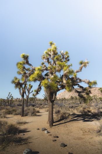 Обои 640x960 пустыня, интересное дерево, природа