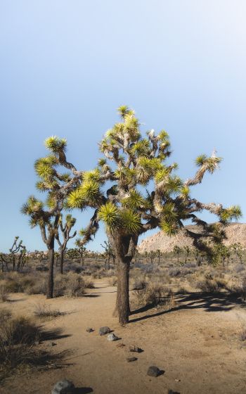 desert, interesting tree, nature Wallpaper 1600x2560