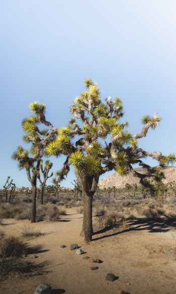 Обои 1200x2000 пустыня, интересное дерево, природа
