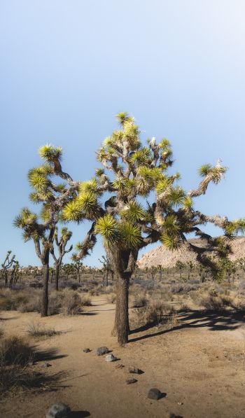 desert, interesting tree, nature Wallpaper 600x1024