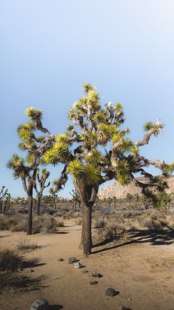 Обои 1440x2560 пустыня, интересное дерево, природа