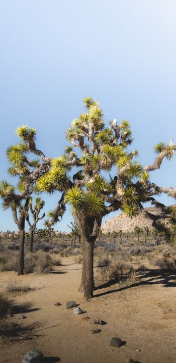 desert, interesting tree, nature Wallpaper 1440x2960