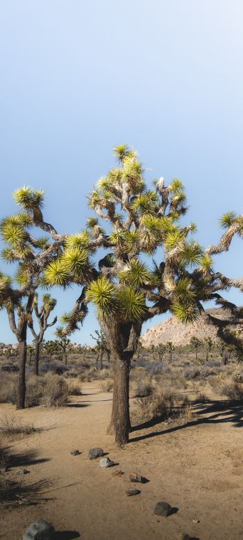 Обои 720x1600 пустыня, интересное дерево, природа