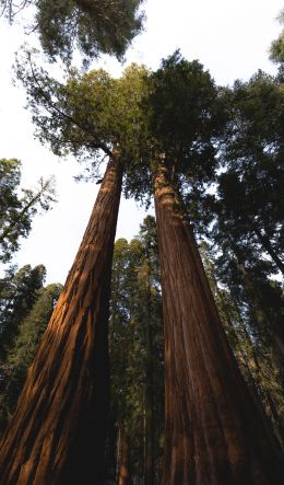 redwood, tall tree, forest Wallpaper 600x1024