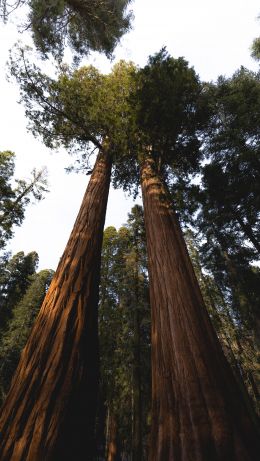 redwood, tall tree, forest Wallpaper 640x1136