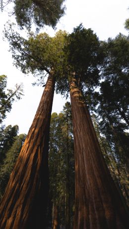 redwood, tall tree, forest Wallpaper 1440x2560