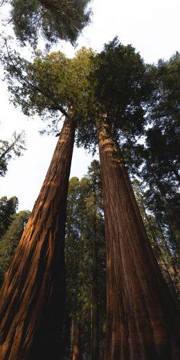 redwood, tall tree, forest Wallpaper 720x1440