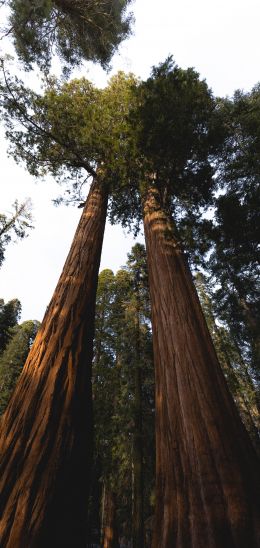 redwood, tall tree, forest Wallpaper 1080x2280