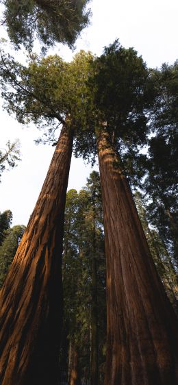 redwood, tall tree, forest Wallpaper 828x1792